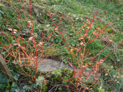 Cornus sanguinea ’Midwinter Fire‘ PC060010.JPG