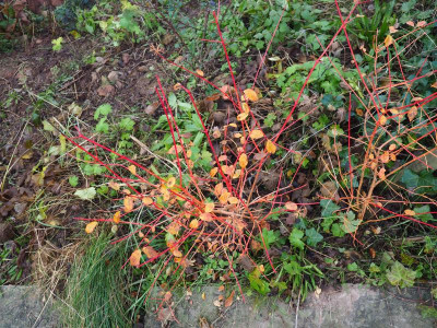 Cornus sanguinea ’Midwinter Fire‘ PC060013.JPG