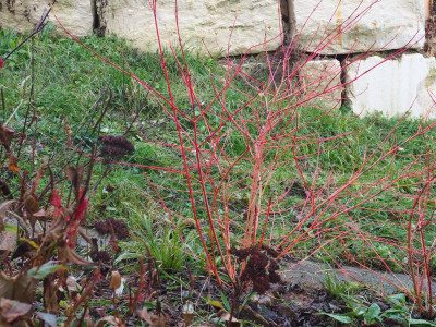 Cornus sanguine ’Anny’s Winter Orange’PC060017.JPG