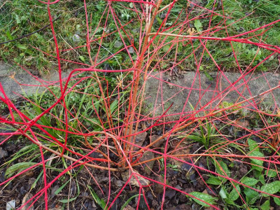 Cornus sanguine ’Anny’s Winter Orange’PC060018.JPG