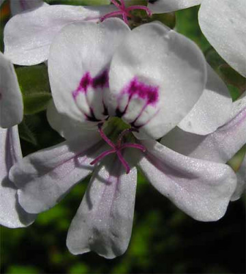 Pelargonie_blandifordianum.JPG