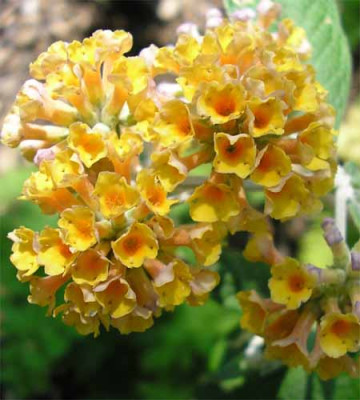 Buddleia_Golden_Glow.JPG