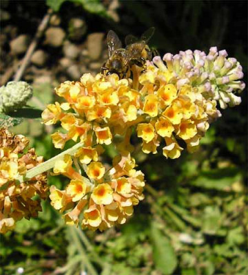 Buddleia_Golden_Glow2.JPG