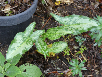 2019-12-07 Arum concinnatum 'Aghia Vavara'.jpg