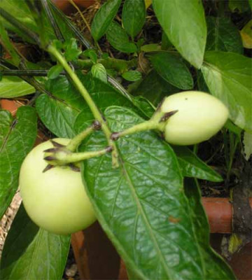 Pepino5.JPG