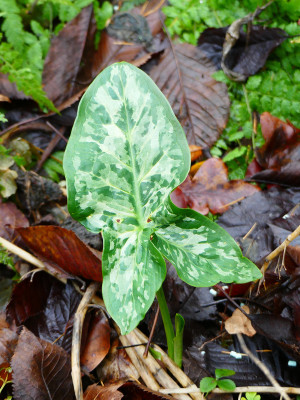 2019-12-07 Arum Absaat 'Chameleon' 1.jpg