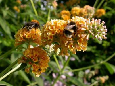 Bumble_Bee_4.jpg