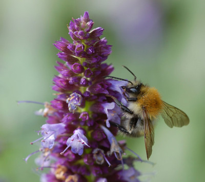 Agastache-Hummel-080707.jpg