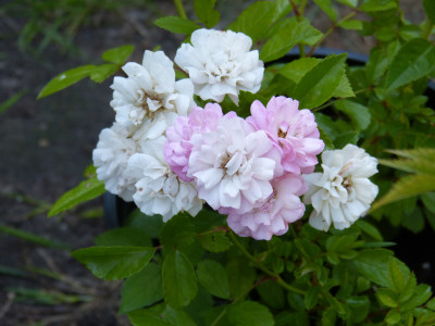 2019-06-28 Rosen Aizenay 1.jpg