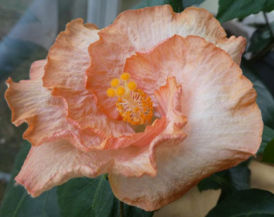 Hibiskussämling  191207_2.jpg