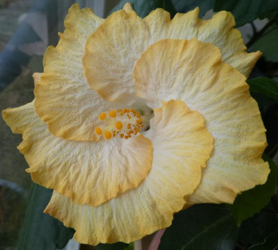 Hibiskussämling  191208_2.jpg