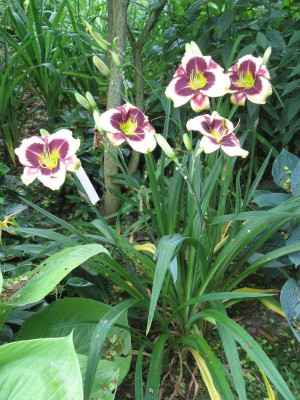 'Sachsen Plicata'_5752.jpg