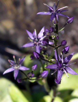 Swertia_perennis_2007-07-08.JPG