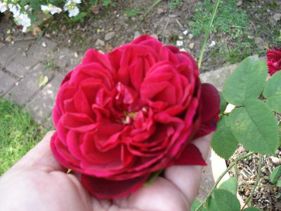 unbek.Rose_klein.jpg
