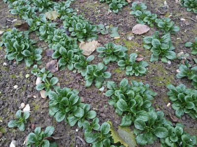 Feldsalat Vit aderung 19128.jpg