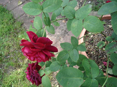 unbek._Rose2_klein.jpg