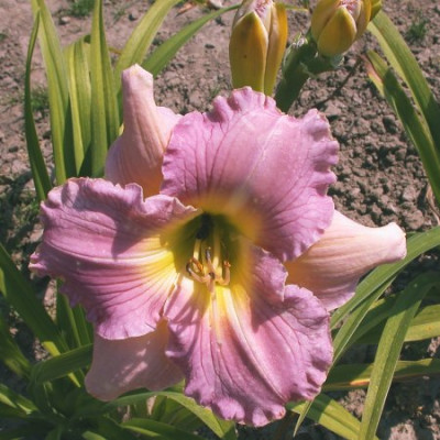 Lavender_Memories003.jpg