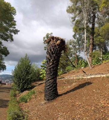 Botanico_2.jpg
