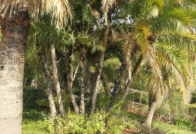 Botanico_5.jpg