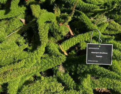 Botanico_6.jpg