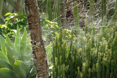 Botanico_7.jpg