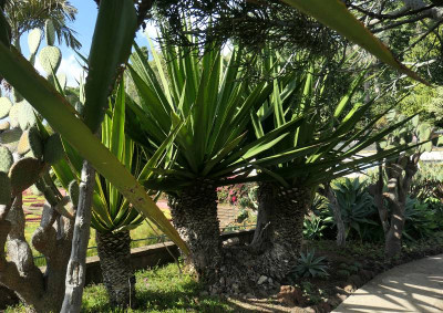 Botanico_8.jpg