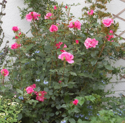 Romanze_GKF_X0010__S4_7621.jpg