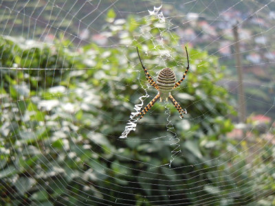 Madeira 2014 Zebraspinne.JPG