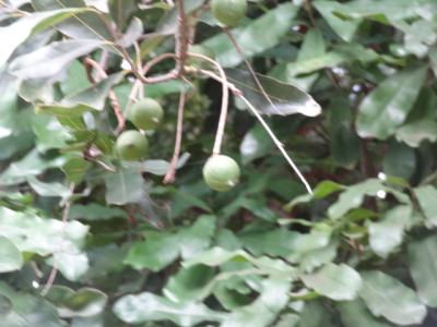 Macadamianuss.JPG