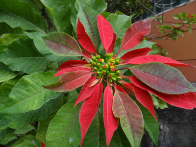 Poinsettia.JPG