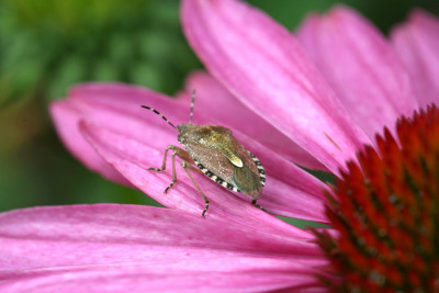 Wanze-auf-Echinacea.jpg