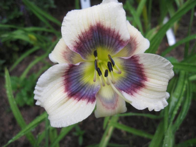 Little Showman_6435.jpg