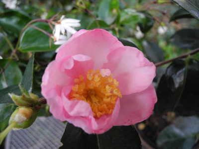 Plantation Pink 1.jpg