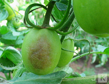 BF_Frucht.jpg