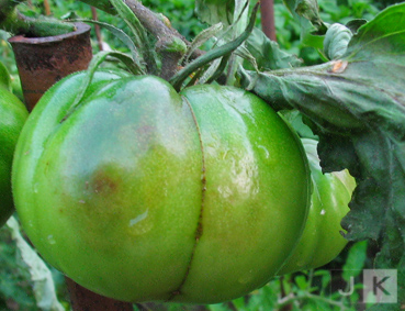 BF_Frucht_3.jpg
