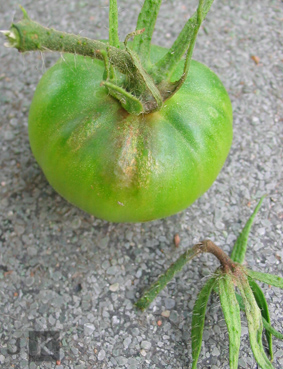 BF_Frucht_2.jpg
