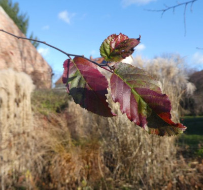 Carpinus caroliniana 191209.jpg