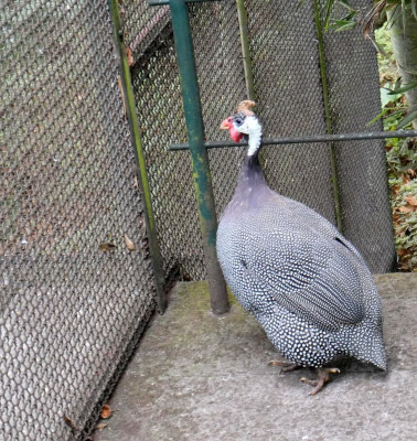 Perlhuhn.jpg