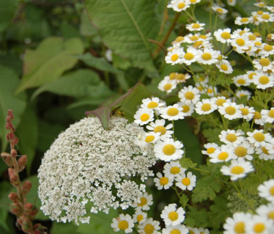 Wilde_Moehre_und_Mutterkraut_X0010_DSC_9859.jpg