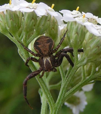 Thomisidae_spec_-_Krabbenspinne_05b.jpg
