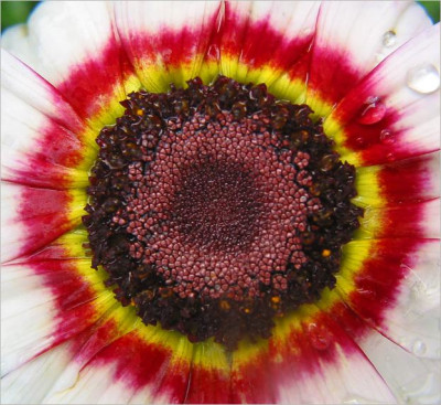 Z-S_BLUME.jpg