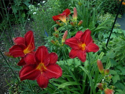 Taglilie.Chicago.Red.Ruby.jpg