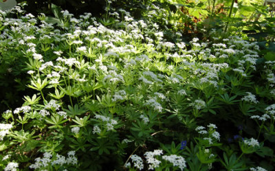 Waldmeister_X0010__S_2751.jpg