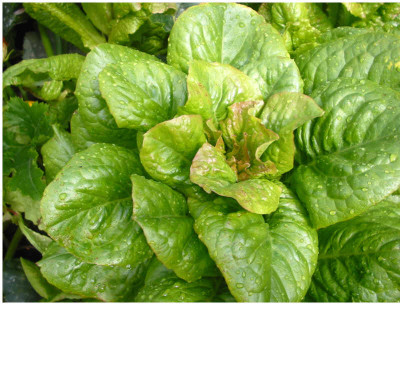 Spargelsalat_2.jpg