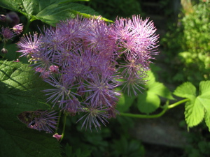 Akeleiblattrige_Wiesenraute_Thalictrum_aquilegifolium_Detail.jpg