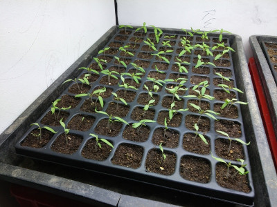 Tomaten 20190317.jpg