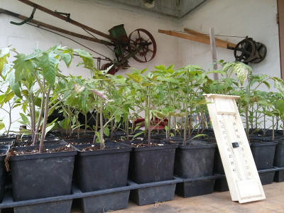 Tomaten 20190416.jpg