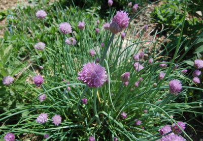 Schnittlauch_X0020__R_2788.jpg