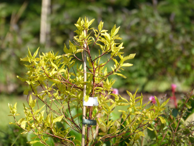 2019-05-18 Cornus sericea 'Kelsey's Gold' 1.jpg
