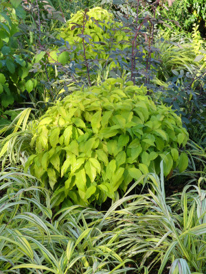 2019-09-10 Cornus sericea 'Kelsey's Gold' 1.jpg
